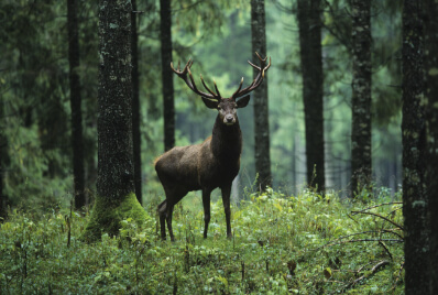 wildlife image