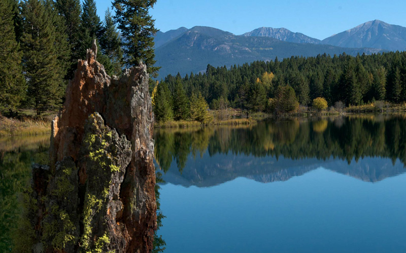 Lakeview image with large stump overgrown with liken and mountains in the background.