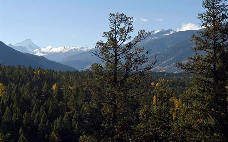 Image of a tall tree standing tall in the forest, with snow capped mountains.